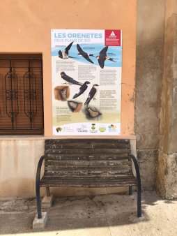 Les orenetes de Plans de Sió, reflectides en un cartell informatiu